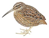 Snares Snipe Illustration