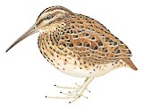 Subantarctic Snipe Illustration