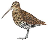 Imperial Snipe Illustration