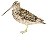 Fuegian Snipe Illustration