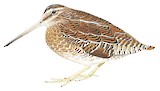 Solitary Snipe Illustration