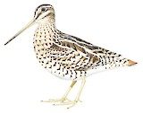 Latham's Snipe Illustration