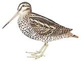 Wood Snipe Illustration