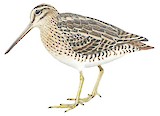 Pin-tailed Snipe Illustration