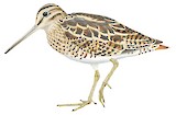 Swinhoe's Snipe Illustration