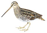 African Snipe Illustration