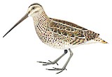 Madagascar Snipe Illustration