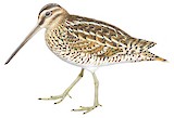 Common Snipe Illustration
