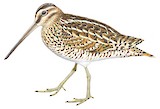 Common Snipe Illustration