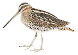 Wilson's Snipe Illustration