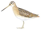 Magellanic Snipe Illustration