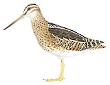 Puna Snipe Illustration