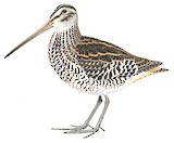 Giant Snipe Illustration