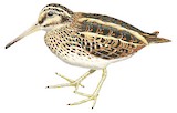 Jack Snipe Illustration