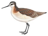 Wilson's Phalarope Illustration