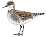 Red-necked Phalarope Illustration