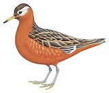 Red Phalarope Illustration