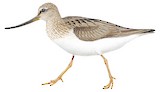 Terek Sandpiper Illustration