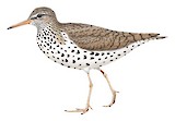 Spotted Sandpiper Illustration