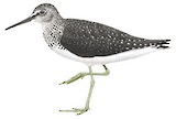 Green Sandpiper Illustration