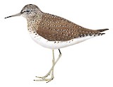 Solitary Sandpiper Illustration