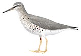 Grey-tailed Tattler Illustration