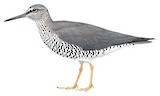 Wandering Tattler Illustration