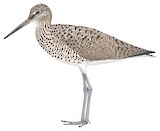 Willet Illustration