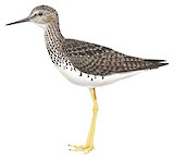 Lesser Yellowlegs Illustration