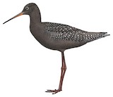 Spotted Redshank Illustration