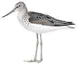 Common Greenshank Illustration