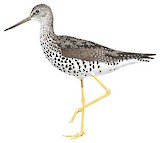 Greater Yellowlegs Illustration