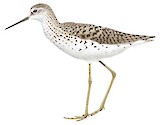 Marsh Sandpiper Illustration