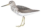 Nordmann's Greenshank Illustration
