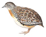 Common Buttonquail Illustration