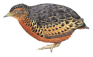Red-backed Buttonquail - Turnix maculosus - Birds of the World