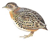 Red-backed Buttonquail Illustration