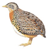 Yellow-legged Buttonquail Illustration