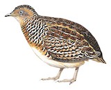 Black-rumped Buttonquail Illustration