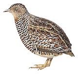 Fynbos Buttonquail Illustration