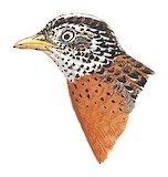 Spotted Buttonquail Illustration