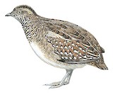 Madagascar Buttonquail Illustration