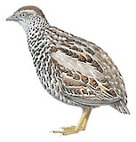 Black-breasted Buttonquail Illustration