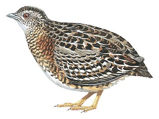 Illustrations - New Caledonian Buttonquail - Turnix novaecaledoniae - Birds  of the World