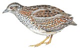 Painted Buttonquail Illustration