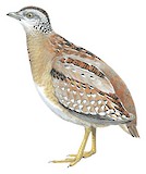 Buff-breasted Buttonquail Illustration