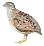 Chestnut-backed Buttonquail Illustration