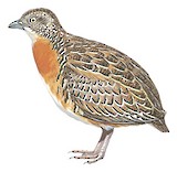 Red-chested Buttonquail Illustration