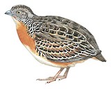 Sumba Buttonquail Illustration