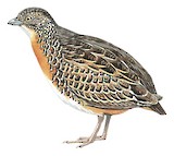 Worcester's Buttonquail Illustration